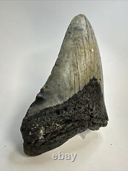 Megalodon Shark Tooth 5.31 Colorful Natural Fossil Authentic 18856