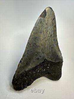 Megalodon Shark Tooth 5.31 Colorful Natural Fossil Authentic 18856