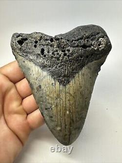 Megalodon Shark Tooth 5.31 Colorful Natural Fossil Authentic 18856