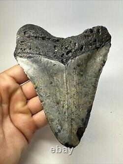Megalodon Shark Tooth 5.31 Colorful Natural Fossil Authentic 18856