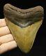 Megalodon Shark Tooth 5.31 Extinct Fossil Authentic Not Restored (cg14-2)