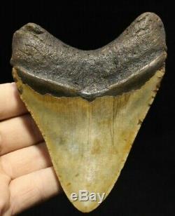 Megalodon Shark Tooth 5.31 Extinct Fossil Authentic NOT RESTORED (CG14-2)