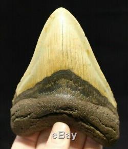 Megalodon Shark Tooth 5.31 Extinct Fossil Authentic NOT RESTORED (CG14-2)