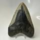 Megalodon Shark Tooth 5.31 Inch Large Real Fossil Natural Teeth 20508