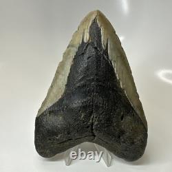Megalodon Shark Tooth 5.31 Inch Large Real Fossil Natural Teeth 20508