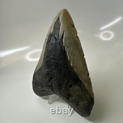 Megalodon Shark Tooth 5.31 Inch Large Real Fossil Natural Teeth 20508
