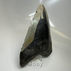 Megalodon Shark Tooth 5.31 Inch Large Real Fossil Natural Teeth 20508