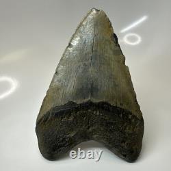 Megalodon Shark Tooth 5.31 Inch Large Real Fossil Natural Teeth 20508
