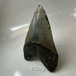 Megalodon Shark Tooth 5.31 Inch Large Real Fossil Natural Teeth 20508