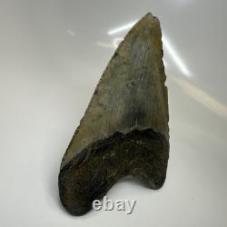 Megalodon Shark Tooth 5.31 Inch Large Real Fossil Natural Teeth 20508