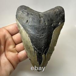 Megalodon Shark Tooth 5.31 Inch Large Real Fossil Natural Teeth 20508