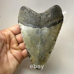 Megalodon Shark Tooth 5.31 Inch Large Real Fossil Natural Teeth 20508