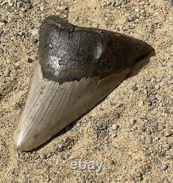 Megalodon Shark Tooth 5.32 Amazing Authentic Natural Fossil