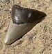 Megalodon Shark Tooth 5.32 Amazing Authentic Natural Fossil