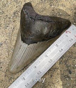 Megalodon Shark Tooth 5.32 Amazing Authentic Natural Fossil