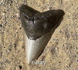 Megalodon Shark Tooth 5.32 Amazing Authentic Natural Fossil