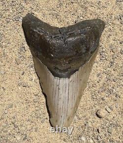 Megalodon Shark Tooth 5.32 Amazing Authentic Natural Fossil