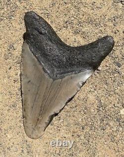 Megalodon Shark Tooth 5.32 Amazing Authentic Natural Fossil