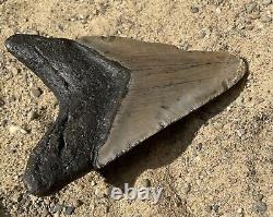 Megalodon Shark Tooth 5.32 Amazing Authentic Natural Fossil