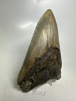 Megalodon Shark Tooth 5.32 Huge Authentic Amazing Fossil 16064