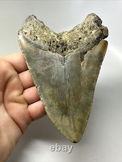 Megalodon Shark Tooth 5.32 Huge Authentic Amazing Fossil 16064