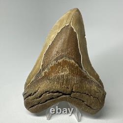 Megalodon Shark Tooth 5.32 Inch Orange Unique Fossil Huge 19825