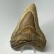 Megalodon Shark Tooth 5.32 Inch Orange Unique Fossil Huge 19825