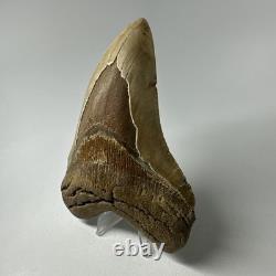 Megalodon Shark Tooth 5.32 Inch Orange Unique Fossil Huge 19825