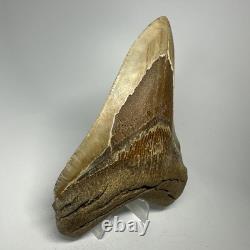 Megalodon Shark Tooth 5.32 Inch Orange Unique Fossil Huge 19825