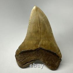 Megalodon Shark Tooth 5.32 Inch Orange Unique Fossil Huge 19825