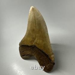 Megalodon Shark Tooth 5.32 Inch Orange Unique Fossil Huge 19825