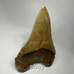 Megalodon Shark Tooth 5.32 Inch Orange Unique Fossil Huge 19825