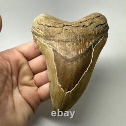 Megalodon Shark Tooth 5.32 Inch Orange Unique Fossil Huge 19825
