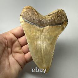 Megalodon Shark Tooth 5.32 Inch Orange Unique Fossil Huge 19825