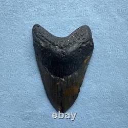 Megalodon Shark Tooth 5.32-inch Fossil NC #3A