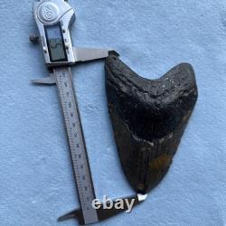 Megalodon Shark Tooth 5.32-inch Fossil NC #3A