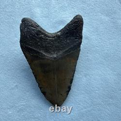 Megalodon Shark Tooth 5.32-inch Fossil NC #3A