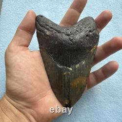 Megalodon Shark Tooth 5.32-inch Fossil NC #3A