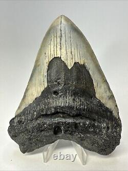 Megalodon Shark Tooth 5.33 Huge Beautiful Fossil Authentic 18994