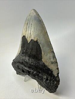 Megalodon Shark Tooth 5.33 Huge Beautiful Fossil Authentic 18994