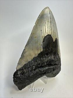 Megalodon Shark Tooth 5.33 Huge Beautiful Fossil Authentic 18994