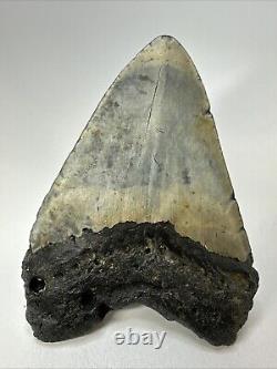 Megalodon Shark Tooth 5.33 Huge Beautiful Fossil Authentic 18994