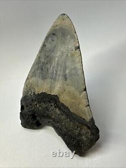 Megalodon Shark Tooth 5.33 Huge Beautiful Fossil Authentic 18994