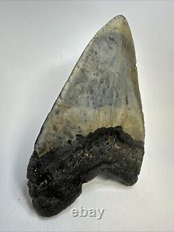 Megalodon Shark Tooth 5.33 Huge Beautiful Fossil Authentic 18994