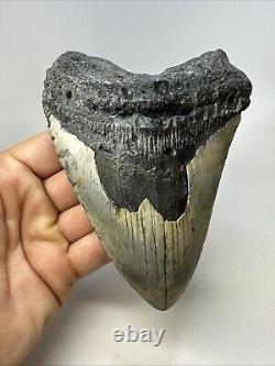 Megalodon Shark Tooth 5.33 Huge Beautiful Fossil Authentic 18994