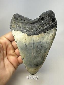 Megalodon Shark Tooth 5.33 Huge Beautiful Fossil Authentic 18994