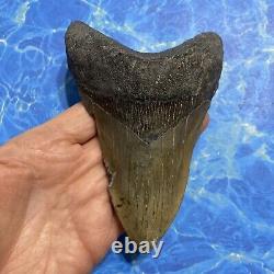 Megalodon Shark Tooth 5.33 Huge Teeth Meg Scuba Diver Direct Fossil Nc 8803