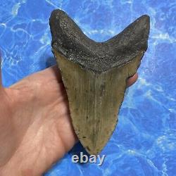 Megalodon Shark Tooth 5.33 Huge Teeth Meg Scuba Diver Direct Fossil Nc 8803