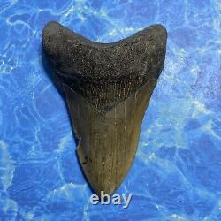 Megalodon Shark Tooth 5.33 Huge Teeth Meg Scuba Diver Direct Fossil Nc 8803