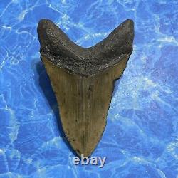 Megalodon Shark Tooth 5.33 Huge Teeth Meg Scuba Diver Direct Fossil Nc 8803